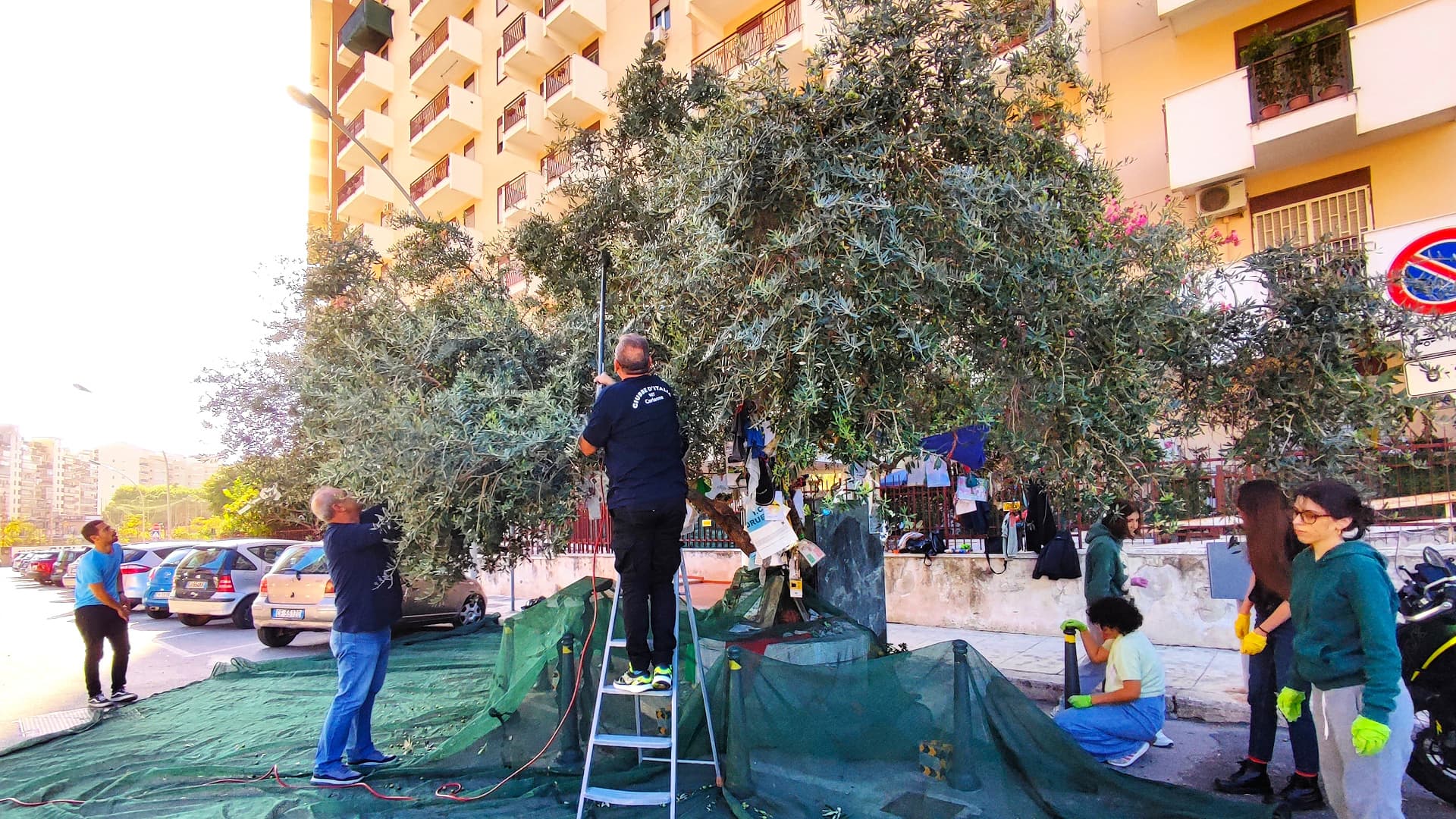 Harvest at the Olive Tree of Peace in Palermo (Photo: Paolo and Rita Borsellino Study Center)