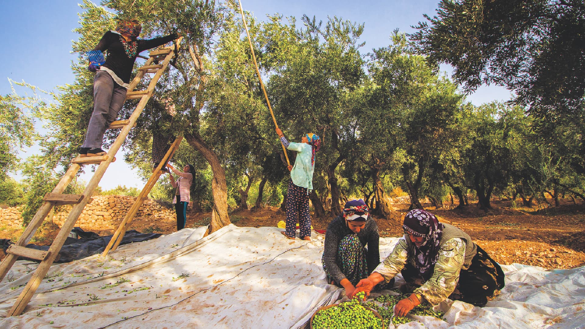 Sorting olives during the harvest (Photo: Mehmet Karaca)