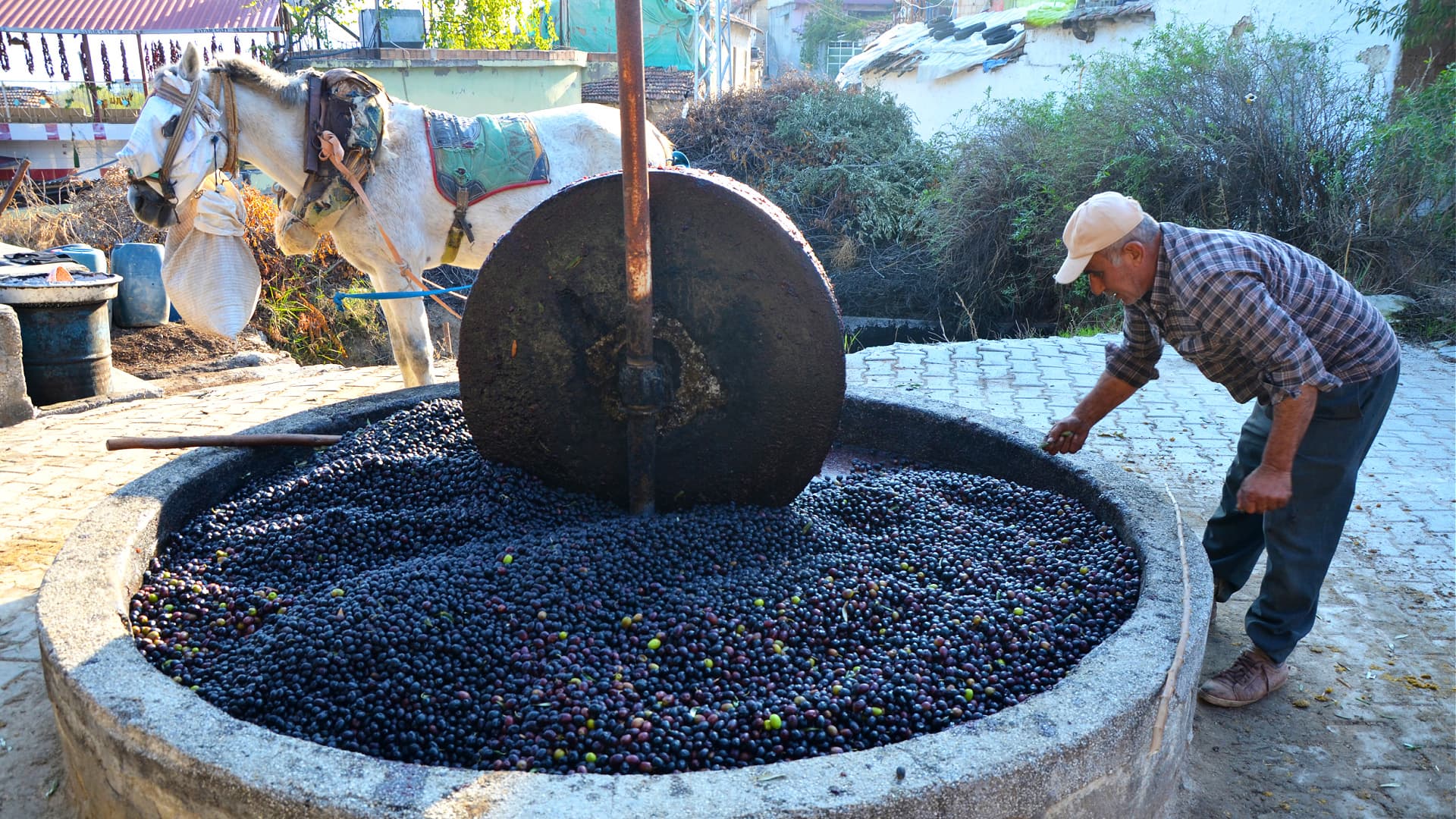 Geleneksel Anadolu topraklarında zeytin hasadı