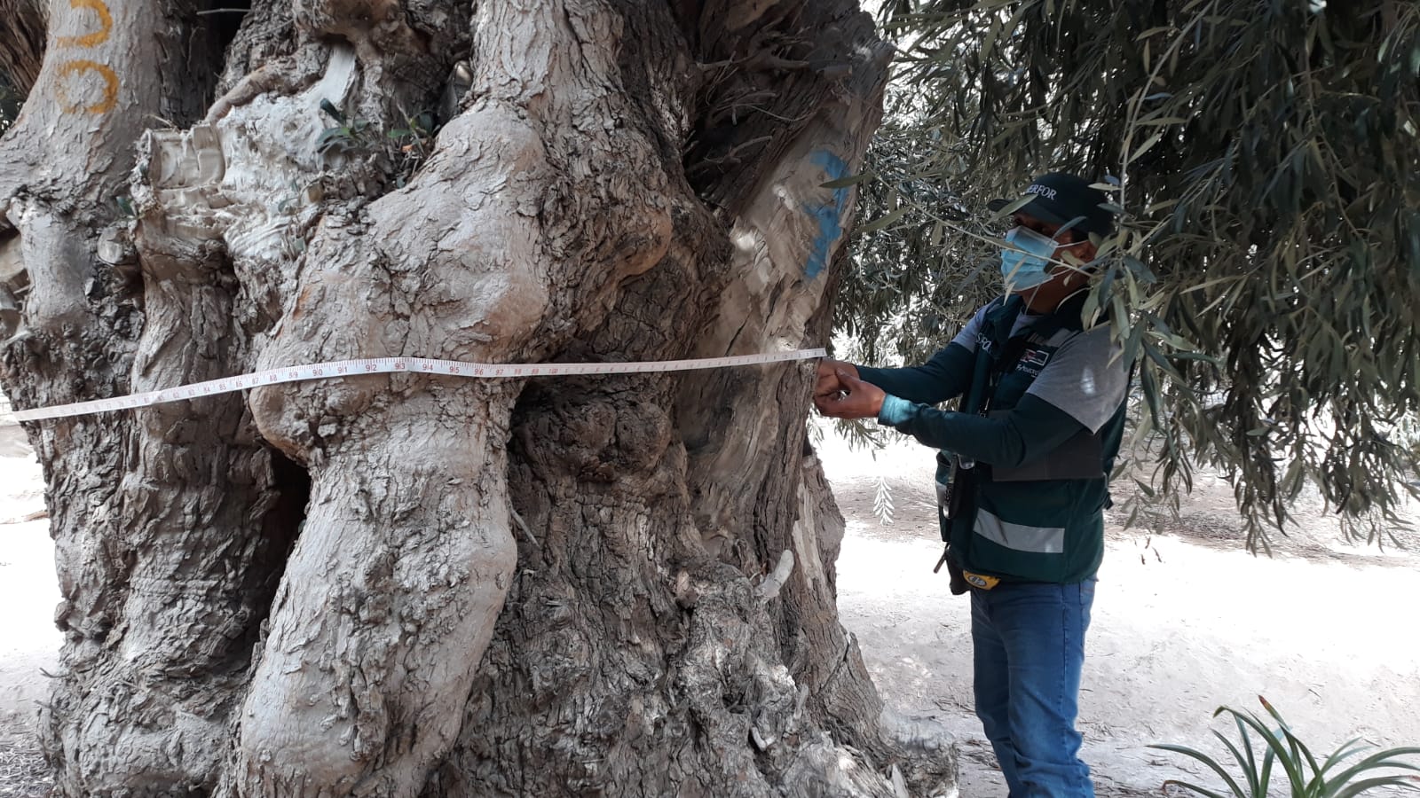 Sudoliva judges measure trees and use historical documents to confirm their age. (Photo: Eliete Vera)