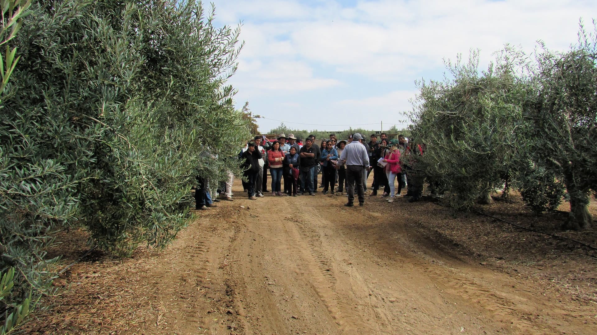 Morales believes it is necessary to improve olive farming and milling techniques to improve quality and grow consumption in Peru. (Photo: Pro Olive)