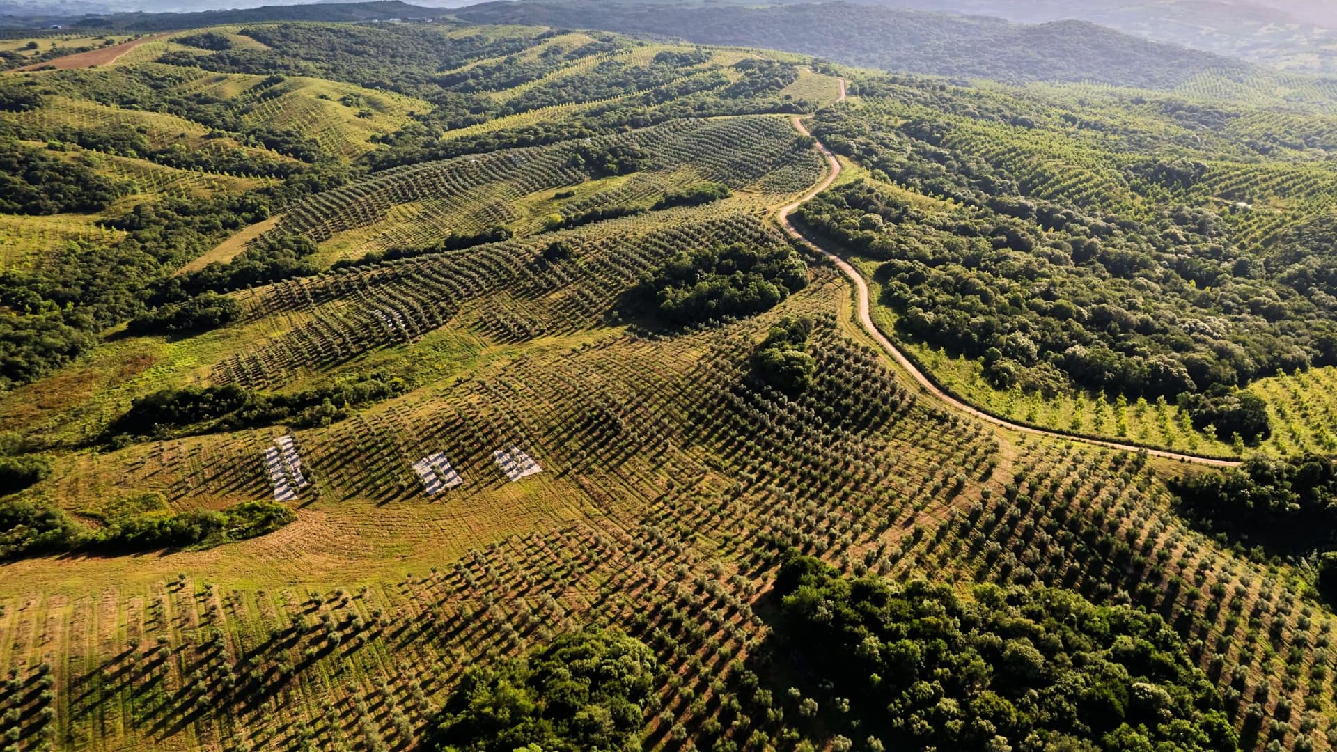 Verde Louro Azeites boasts 100 hectares of groves in the southern region of Rio Grande do Sul. (Photo: Verde Louro Azeites)