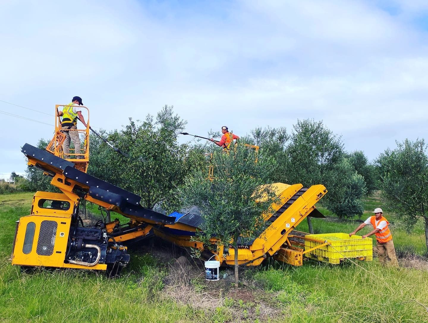 Rocha is Uruguay’s second-largest olive growing region. (Photo: San Antonio Studio)