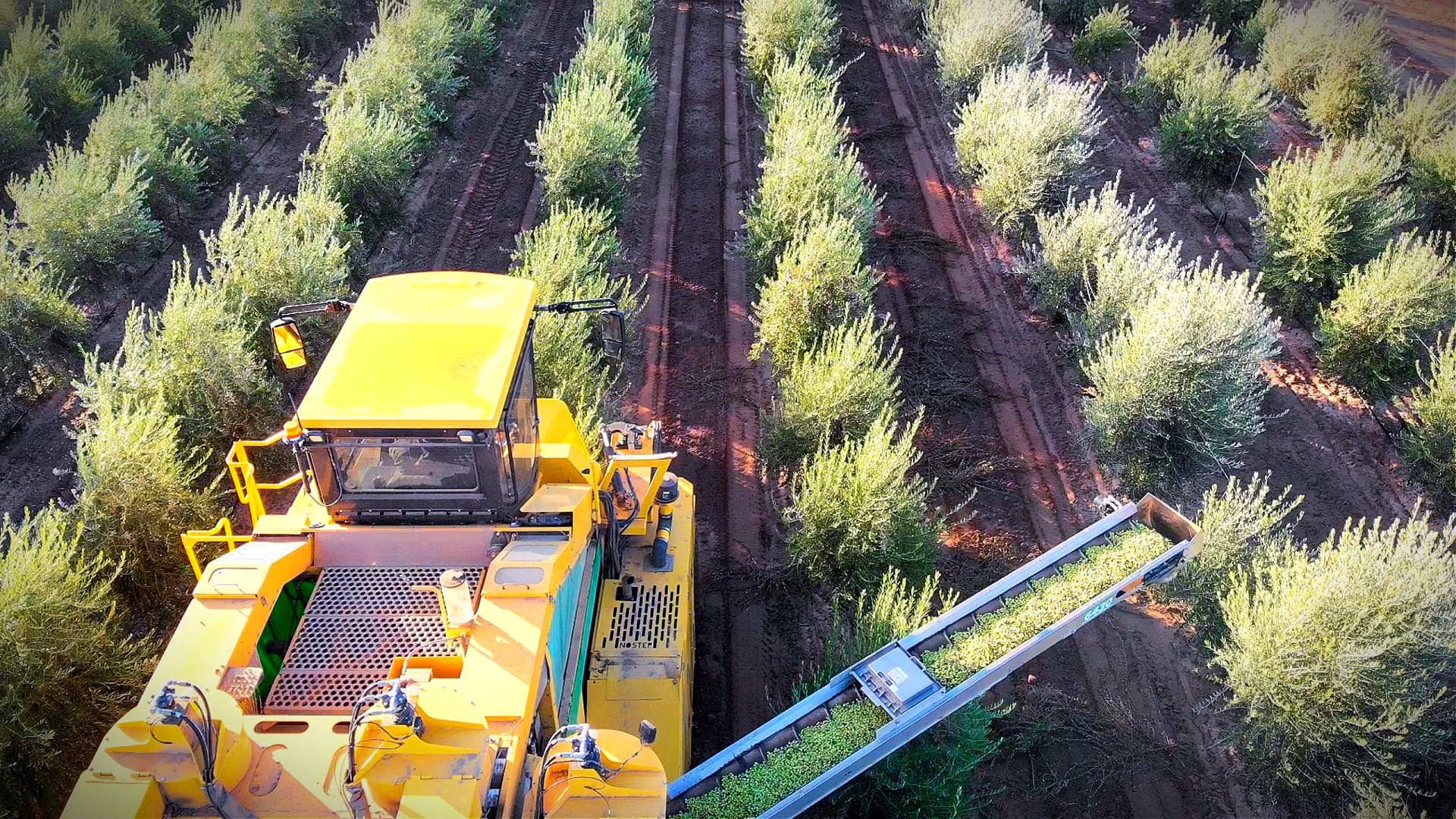 Southeast of Phoenix, Queen Creek Olive Mill boasts eight hectares of medium-density olive groves.