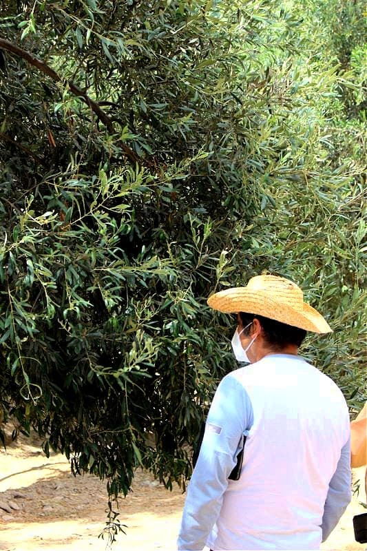 Vargas inspects the olive trees ahead of the harvest. (Photo: Eliete Vera)