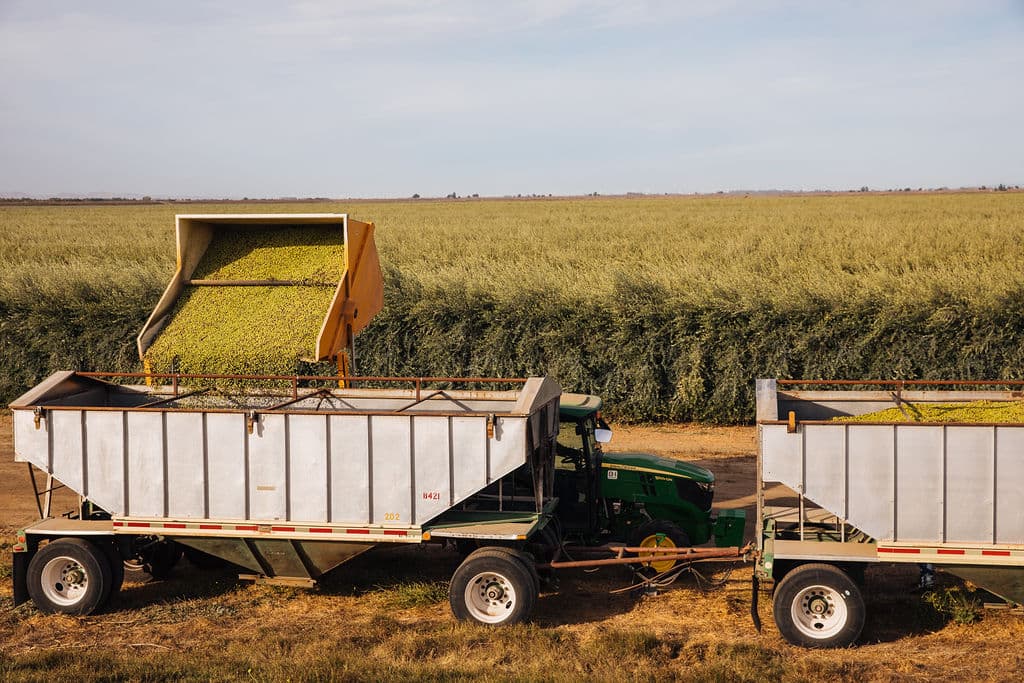 Corto Olive is the second-largest olive oil producer in the United States. (Photo: Alexander Rubin)