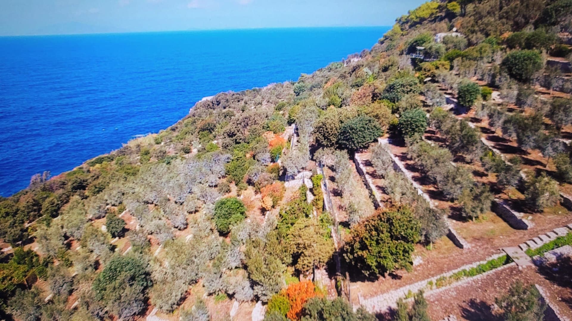 Efforts are underway on Capri to reinvigorate the island’s historic olive oil industry. (Photo: Umberto D’Aniello)