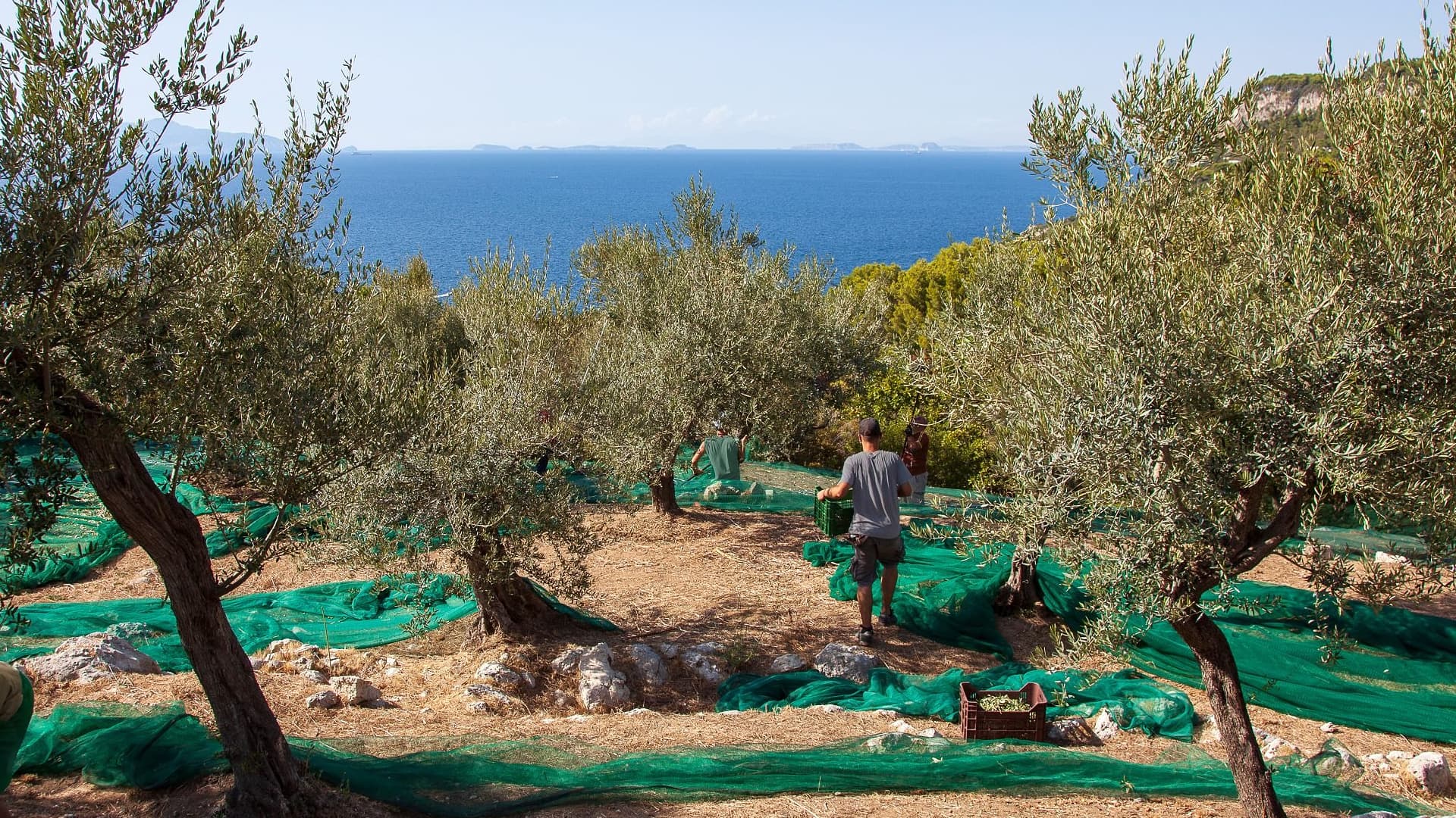 L’Oro di Capri’s team harvests recovered olive groves in Anacapri. (Photo: Giuseppe Rosato)