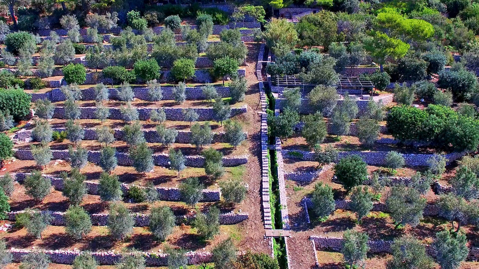 Olive groves recovered by the association L’Oro di Capri in Anacapri. (Photo: Umberto D’Aniello)
