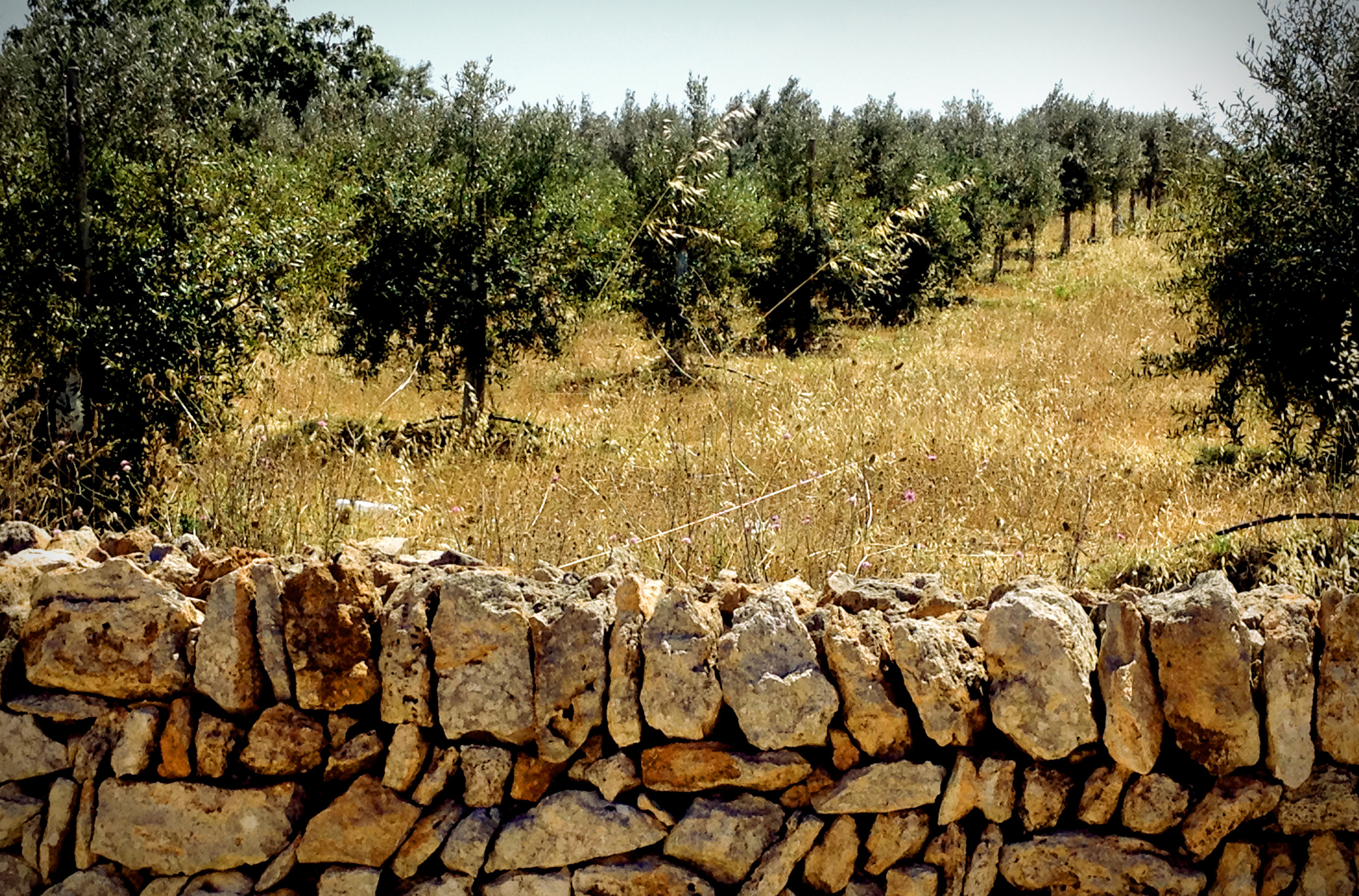 Oli de Santanyi grows Picual, Empeltre and Arbequina in the Aceite de Mallorca PDO. (Photo: Oli de Santanyi)