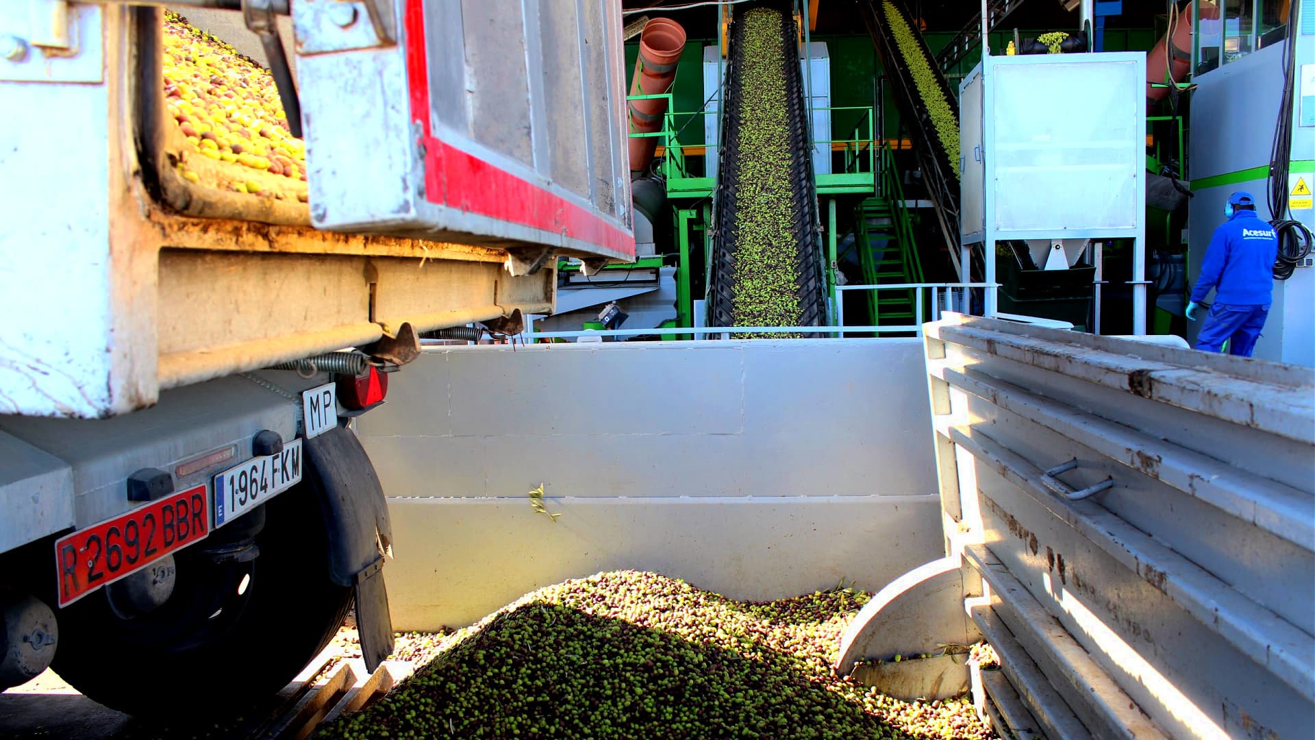 Guillén believes that expanding production capacity will ultimately grow consumption and a global olive oil culture. (Photo: Acesur)