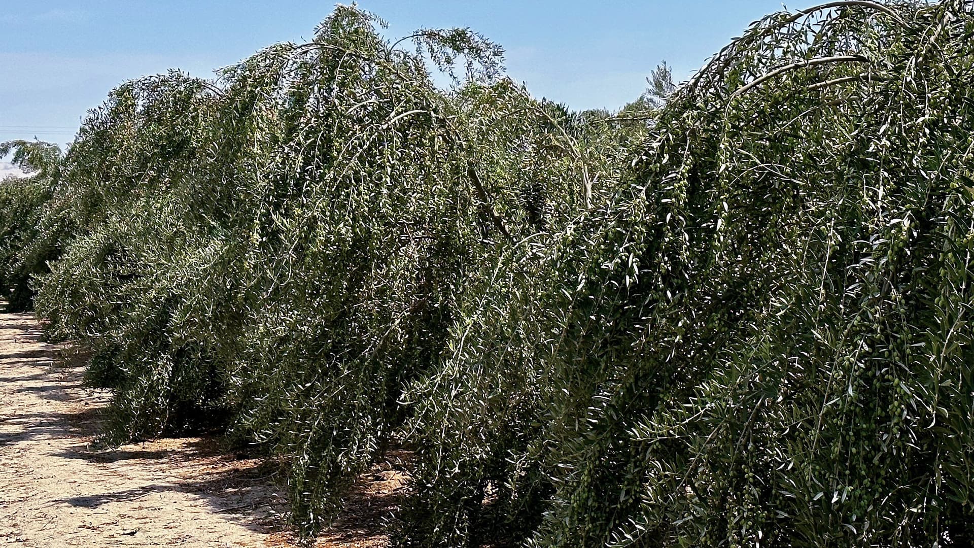 Despite the challenges, Symington is optimistic about the future for Oasis Olives in Australia and Peru. (Photo: John Symington)
