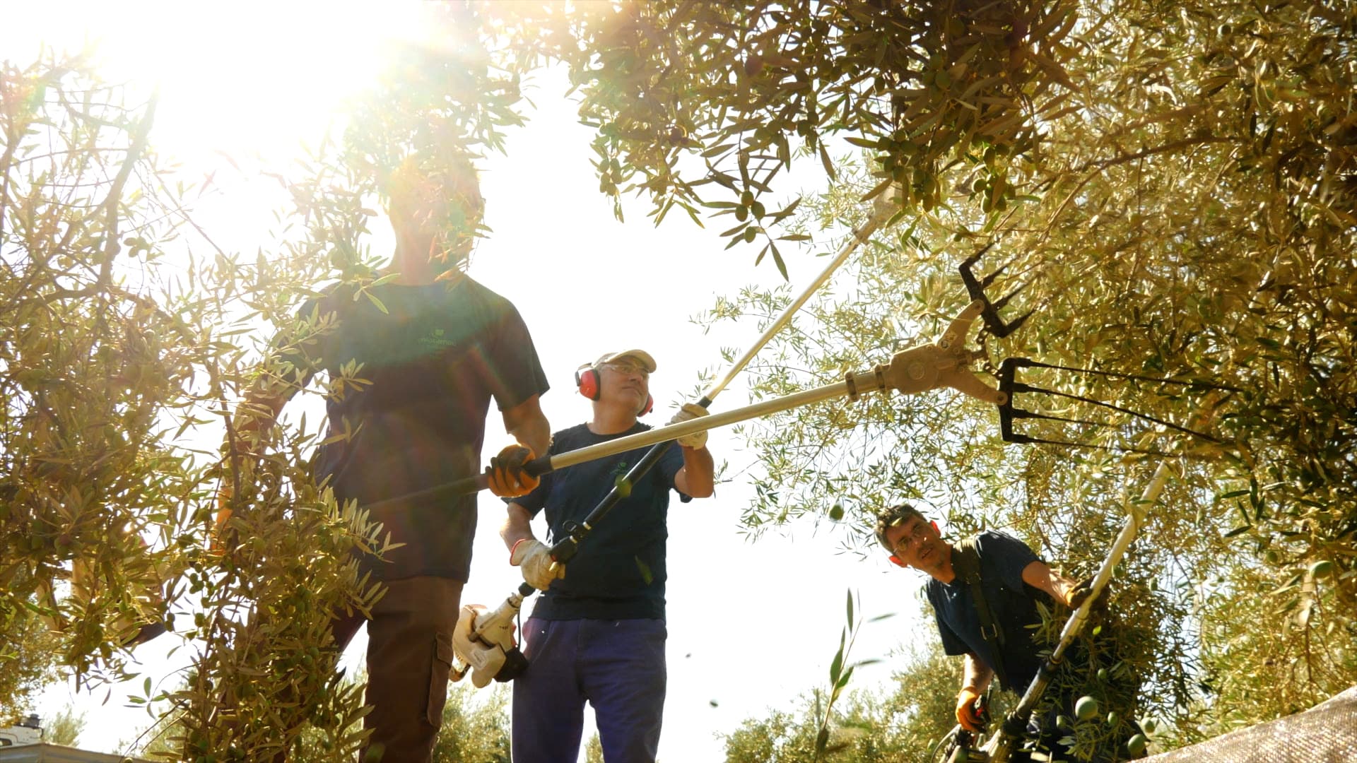 Producers in Andalusia expect another disappointing harvest after the first olives picked in the autumn had low levels of oil accumulation. (Photo: Oleocampo)