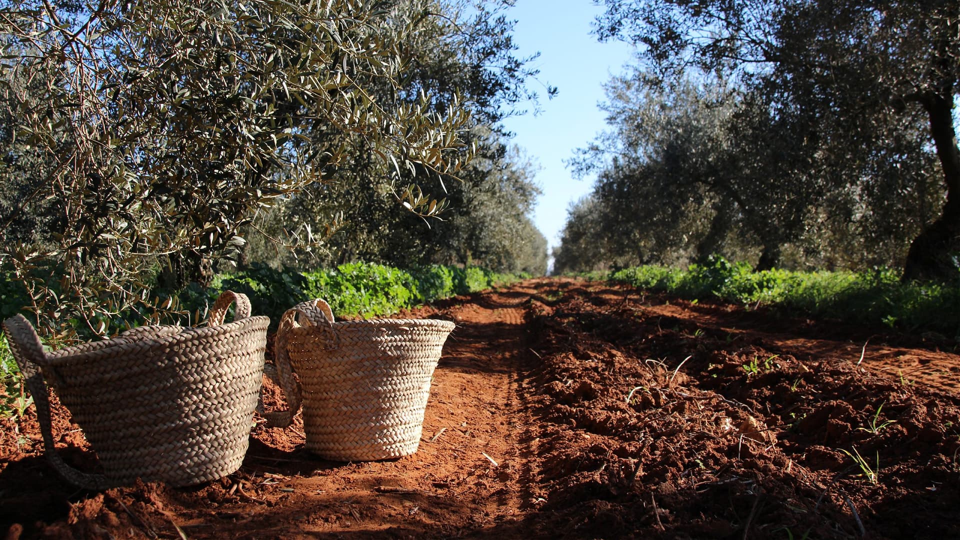 Guillén believes the globalization of the market creates opportunities for producers to experiment with different varieties. (Photo: Acesur)