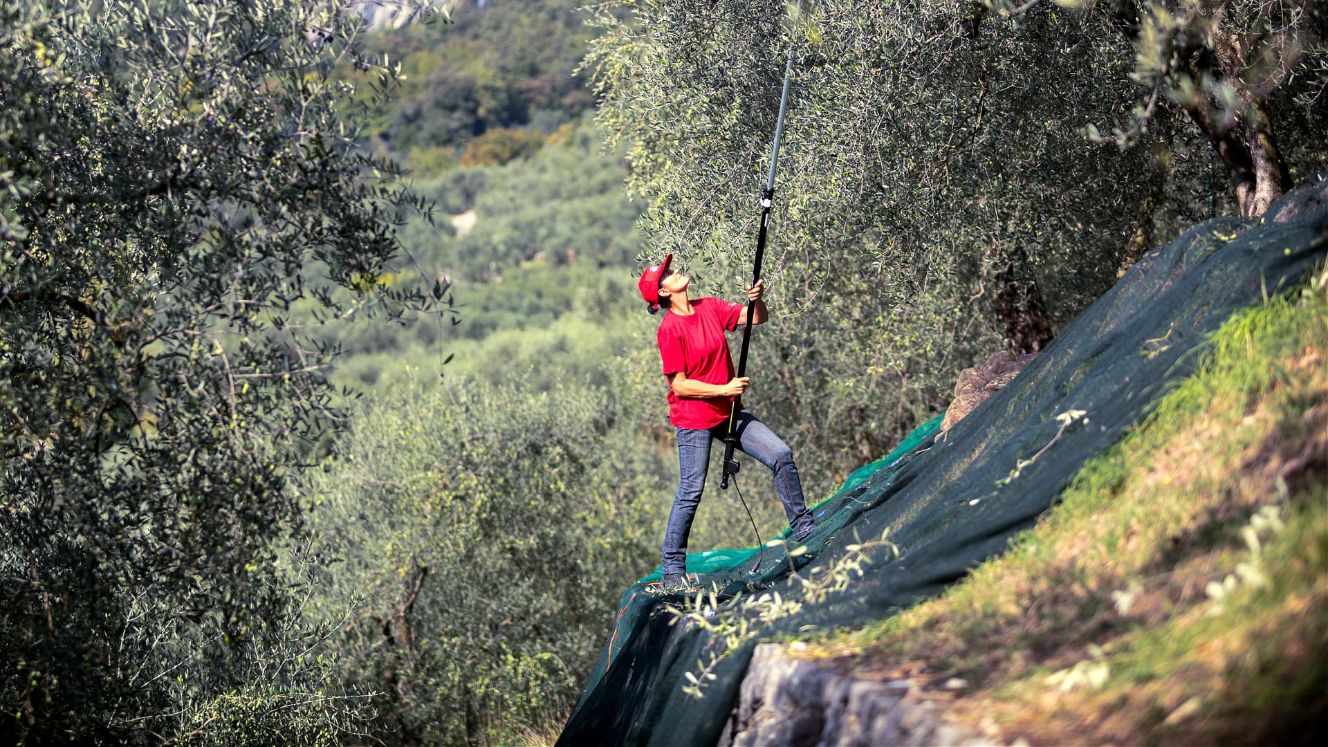 The perilous harvest at Agraria Del Garda