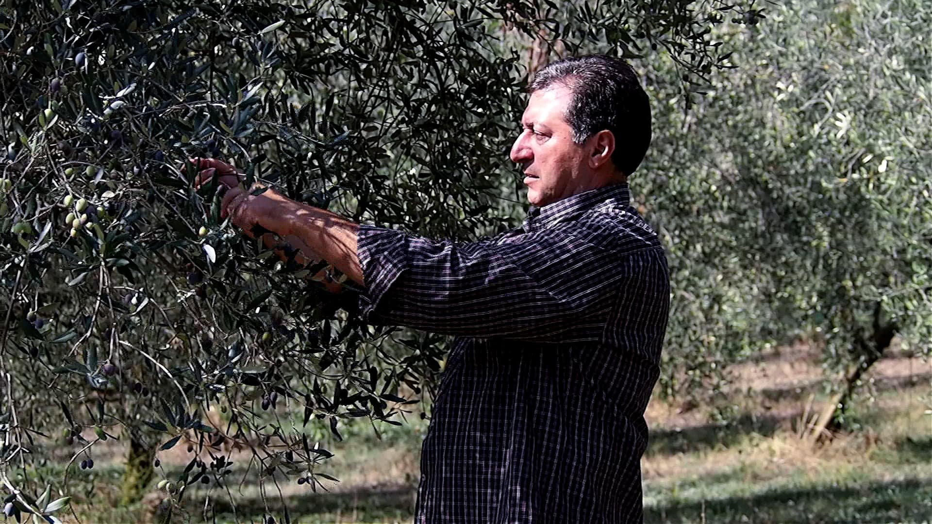 Giovanni Petrazzuoli, owner of the Petrazzuoli Olive Farm