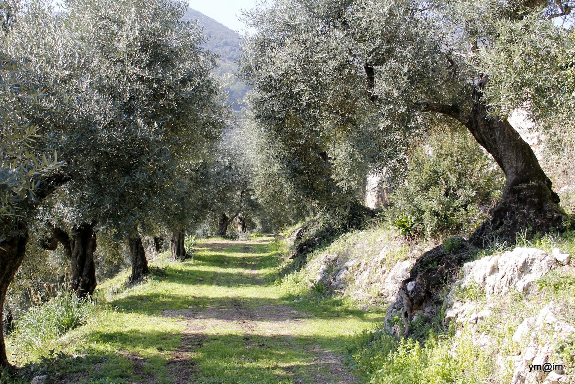 Masseria Raino’s olive groves border a historic pilgrimage route to the shrine of Our Lady of Civita. (Photo: Masseria Raino)