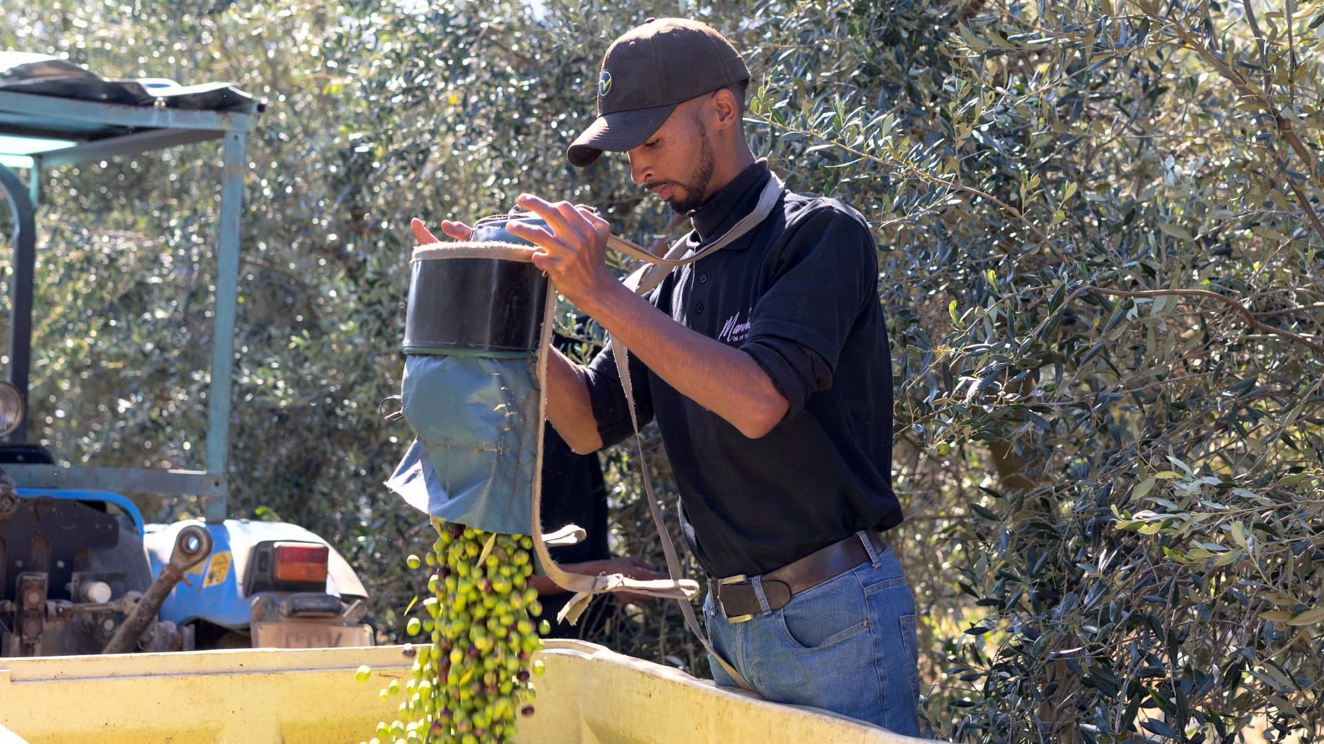 The producers at Mardouw Olive Estate are anticipating a bumper crop. (Photo: Mardouw Olive Estate)