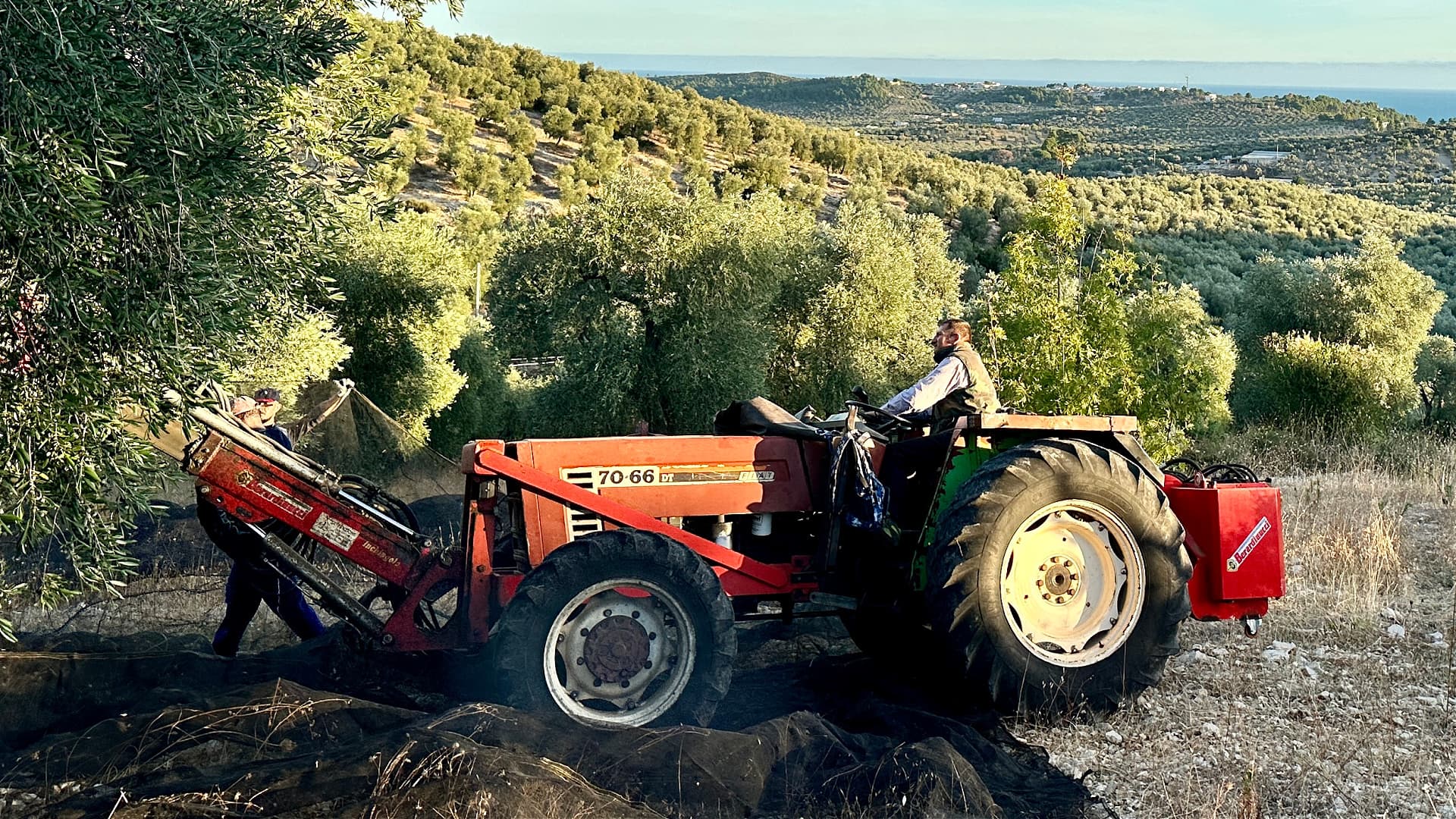 Harvest at Mariella & Grace