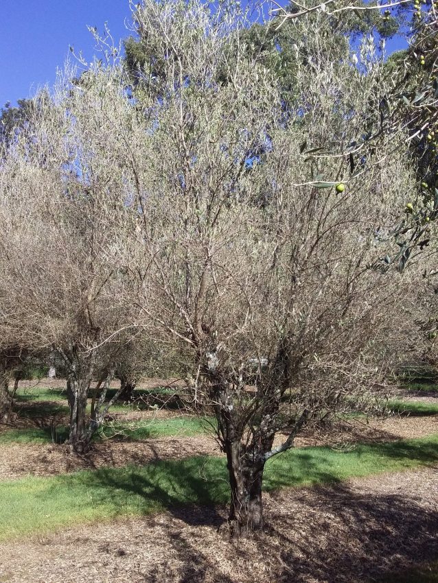 Abandoned grove with severe lace bug damage. (Photo: Robert Spooner-Hart)