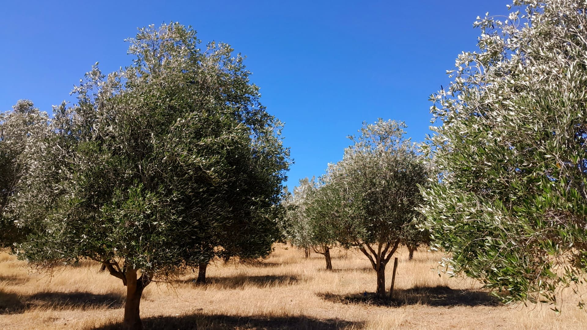 After two years of heavy rain, olive groves in the Wairarapa are now coping with drought-like conditions. (Photo: Vintiner’s Grove)