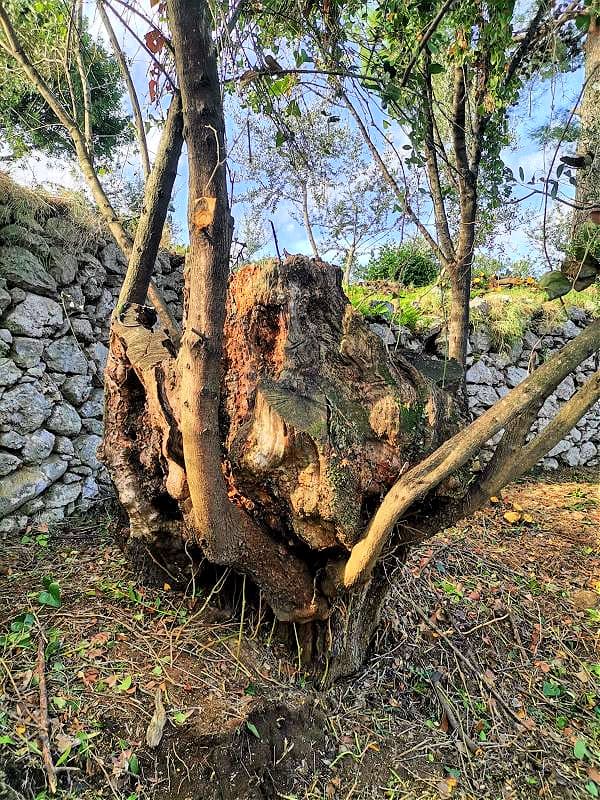 An ancient olive tree in Anacapri on the island of Capri (Photo: L’Oro di Capri)