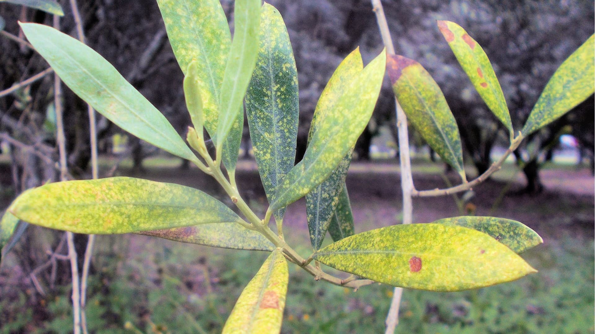 Olive leaves damaged by the olive lace bug (Photo: Robert Spooner-Hart)