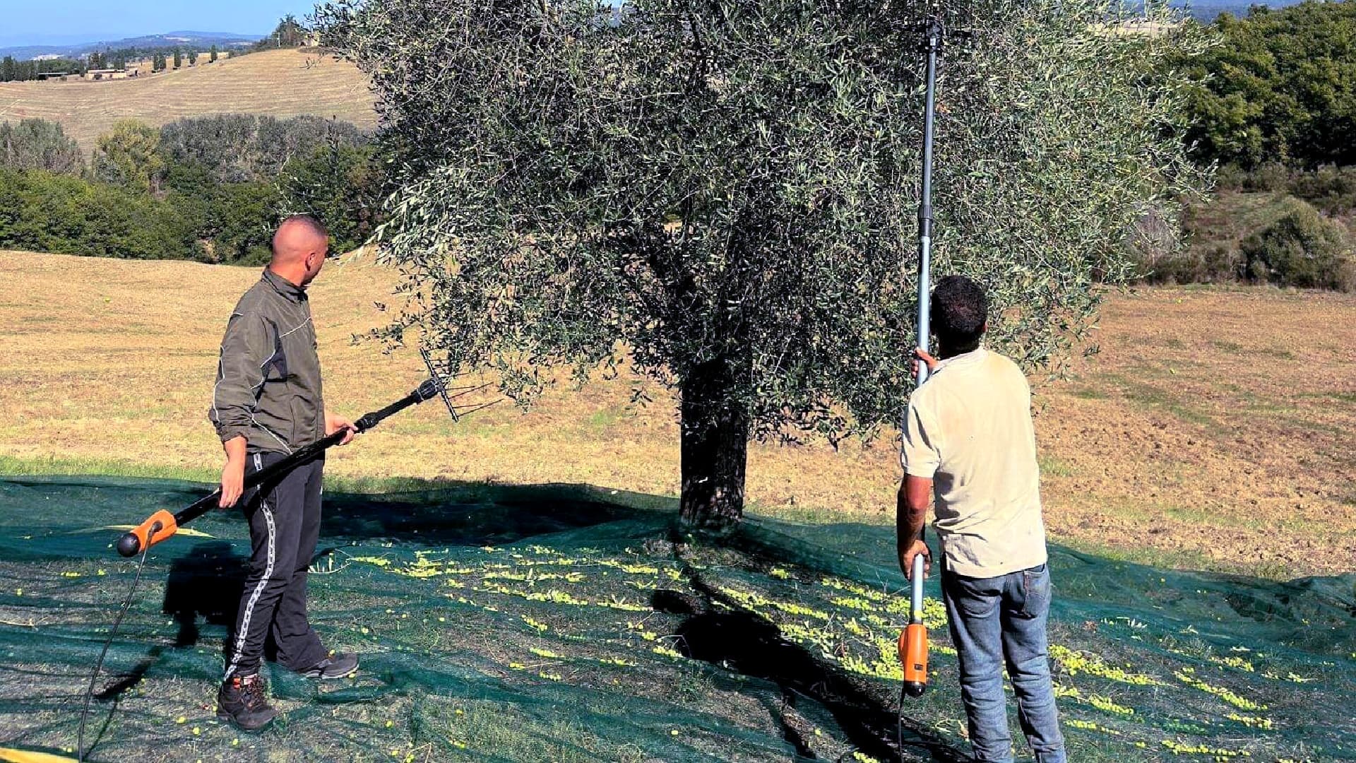 The 600-year-old estate combines traditional and state-of-the-art agronomic methods. (Photo: Azienda Pometti)