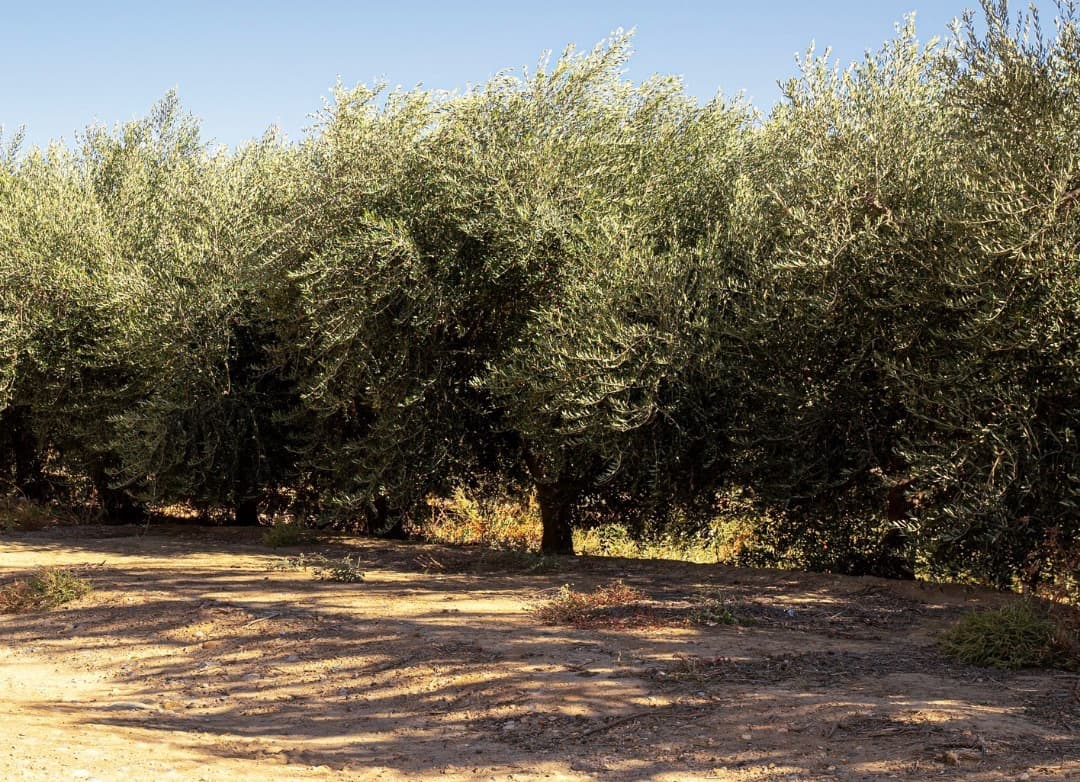 Gaudea specializes in three types of Arbequina monovarietals, including a robust early harvest, a mild later harvest and an organic.(Photo: Gaudea)