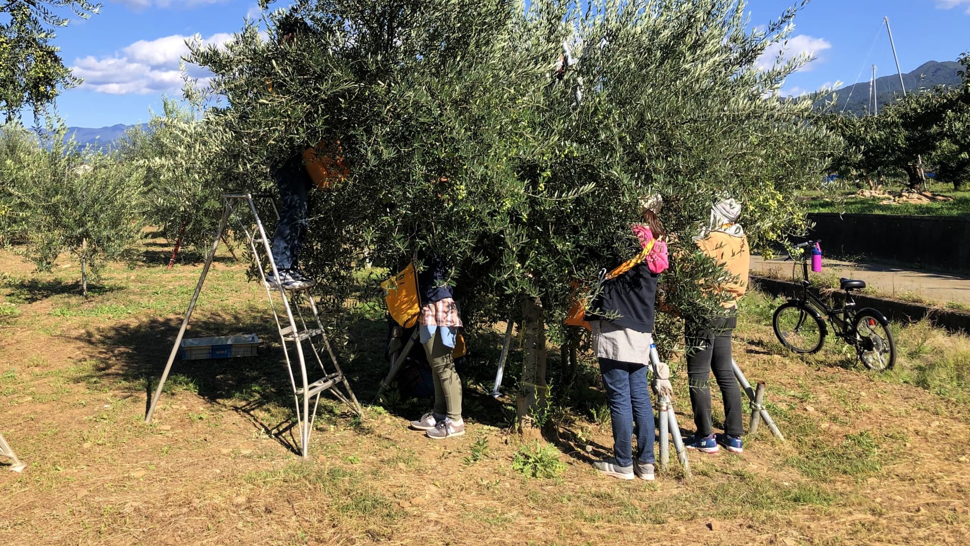 Maeda plans to expand his 500-tree olive grove, experimenting with new olive varieties in the central Japanese region of Fuefuki. (Photo: Maedaya Olive)