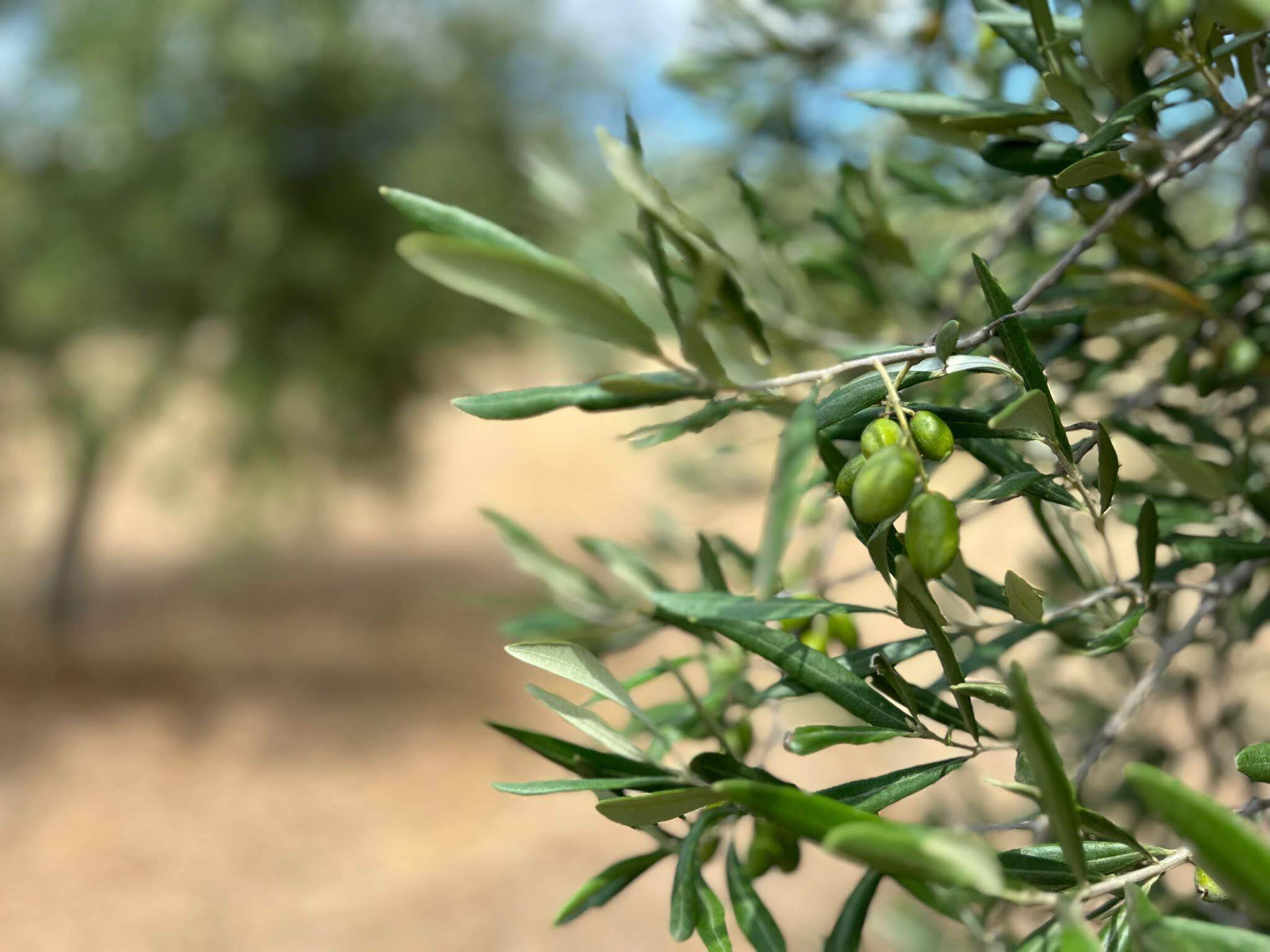 Olio Infiore specializes in cultivating the Coratina olive variety, native to Puglia. (Photo: Olio Infiore)