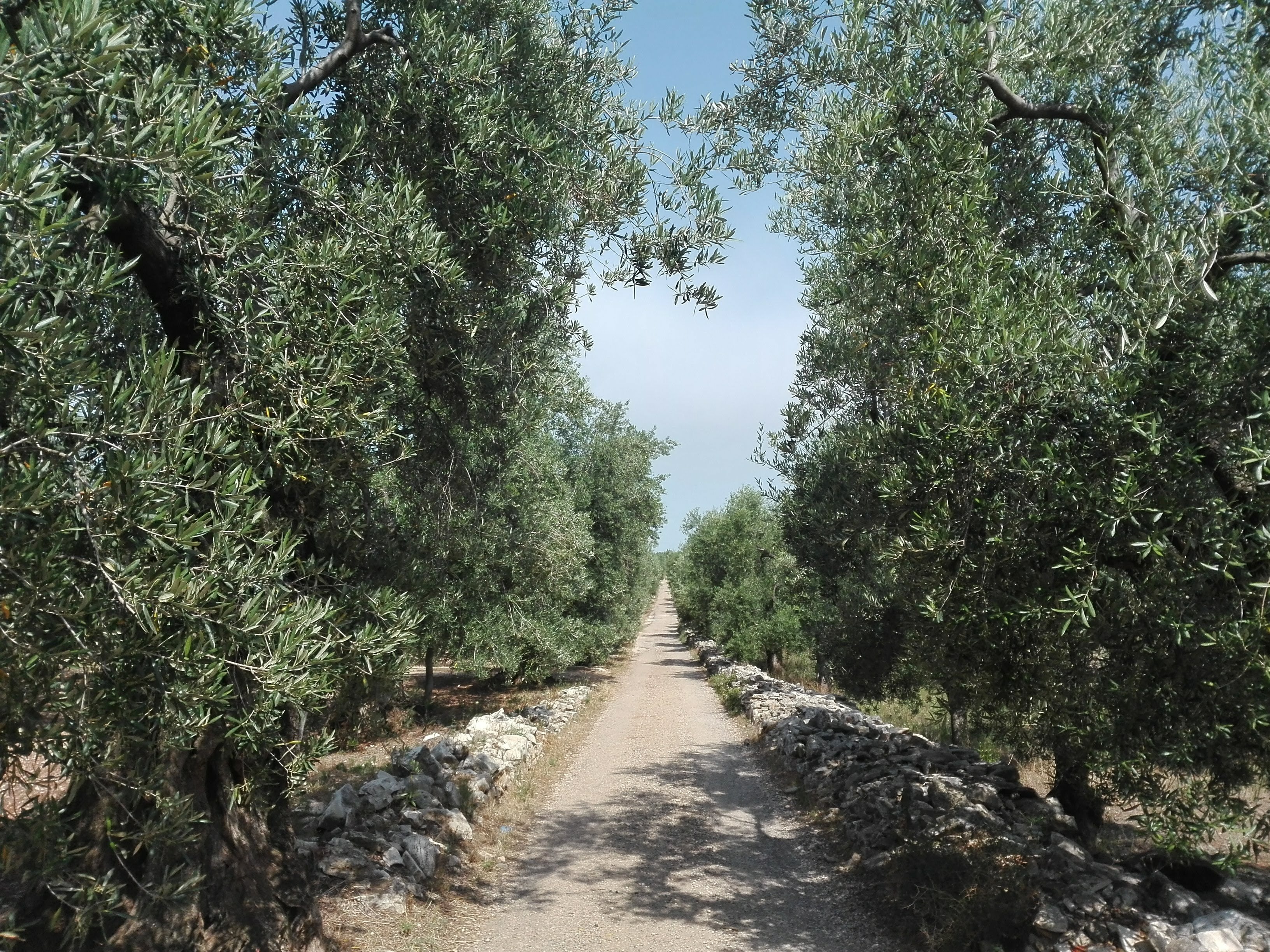 Rock dust in the olive grove helps reflect sunlight back into the atmosphere, lowering the temperature among the trees. (Photo: Olio Infiore)