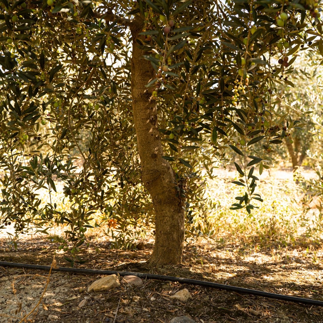 Guadea has invested in drip irrigation to maximize water resources in an increasingly hot and dry Catalonia. (Photo: Guadea)