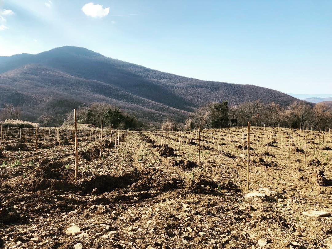 Fattoria di Volmiano is planting new medium-density groves to improve cost efficiency while maintaining quality. (Photo: Fattoria di Volmiano)