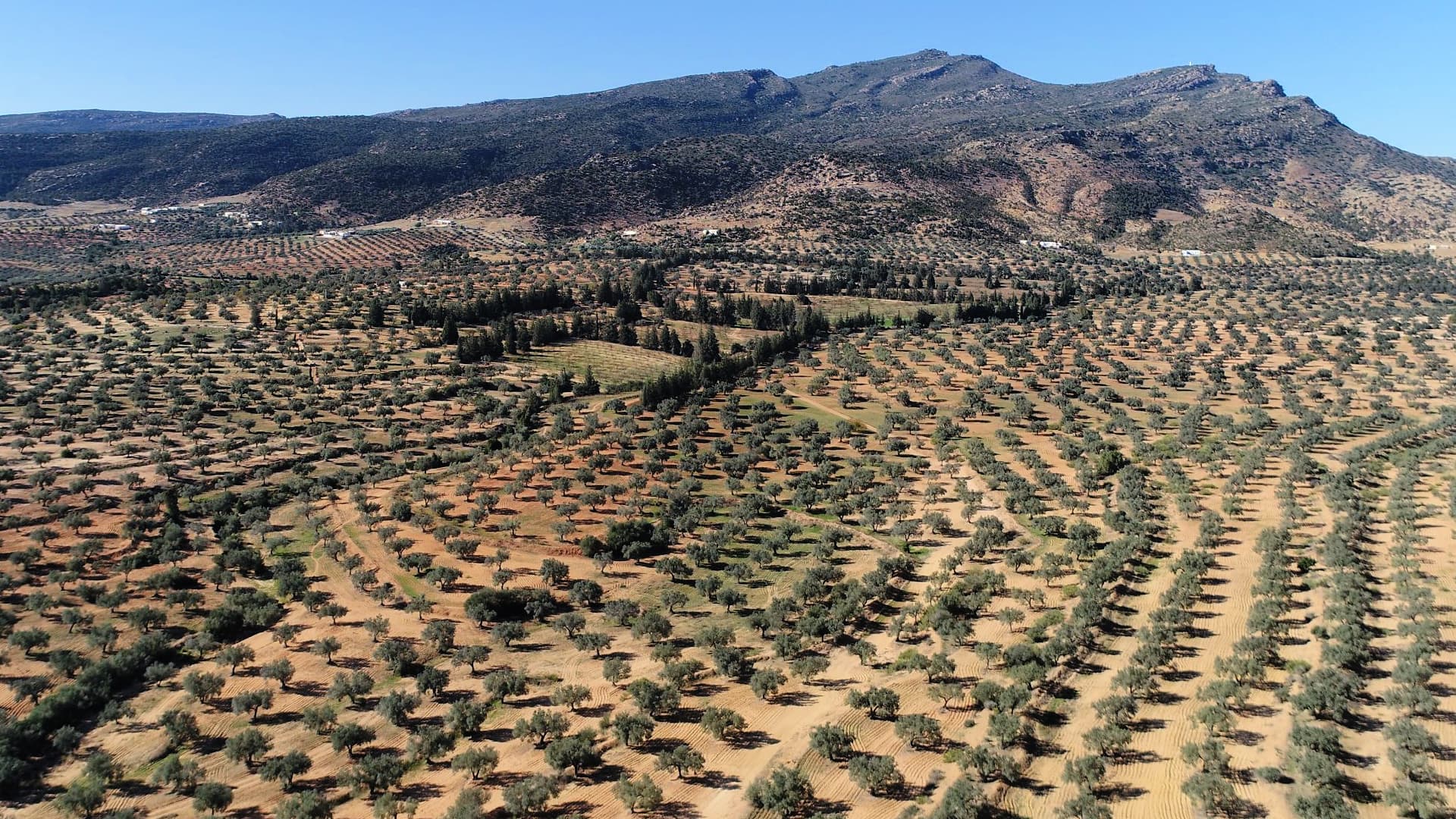 Fermes Ali Sfar grows 25,000 olive trees on 485 hectares across three farms in northeastern Tunisia. (Photo: Fermes Ali Sfar)