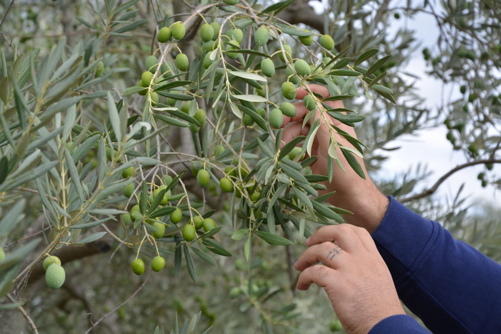 Many of the company’s 1,000 olive trees are the endemic Ravece, which Case d’Alto uses for its flagship monovarietal. (Photo: Case d’Alto)