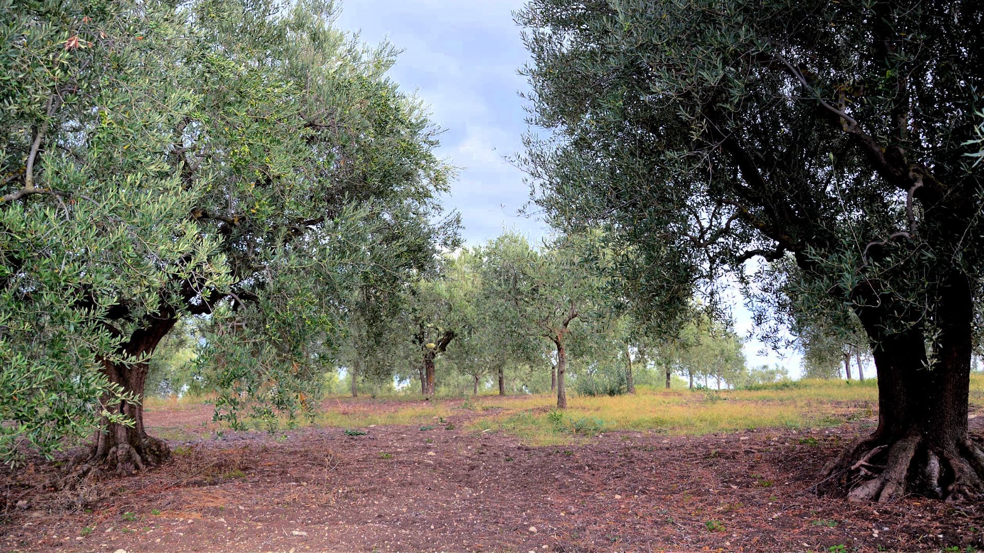 Case d’Alto has 1,000 trees, most of which are native varieties, with plans to plant 700 more soon. (Photo: Case d’Alto)