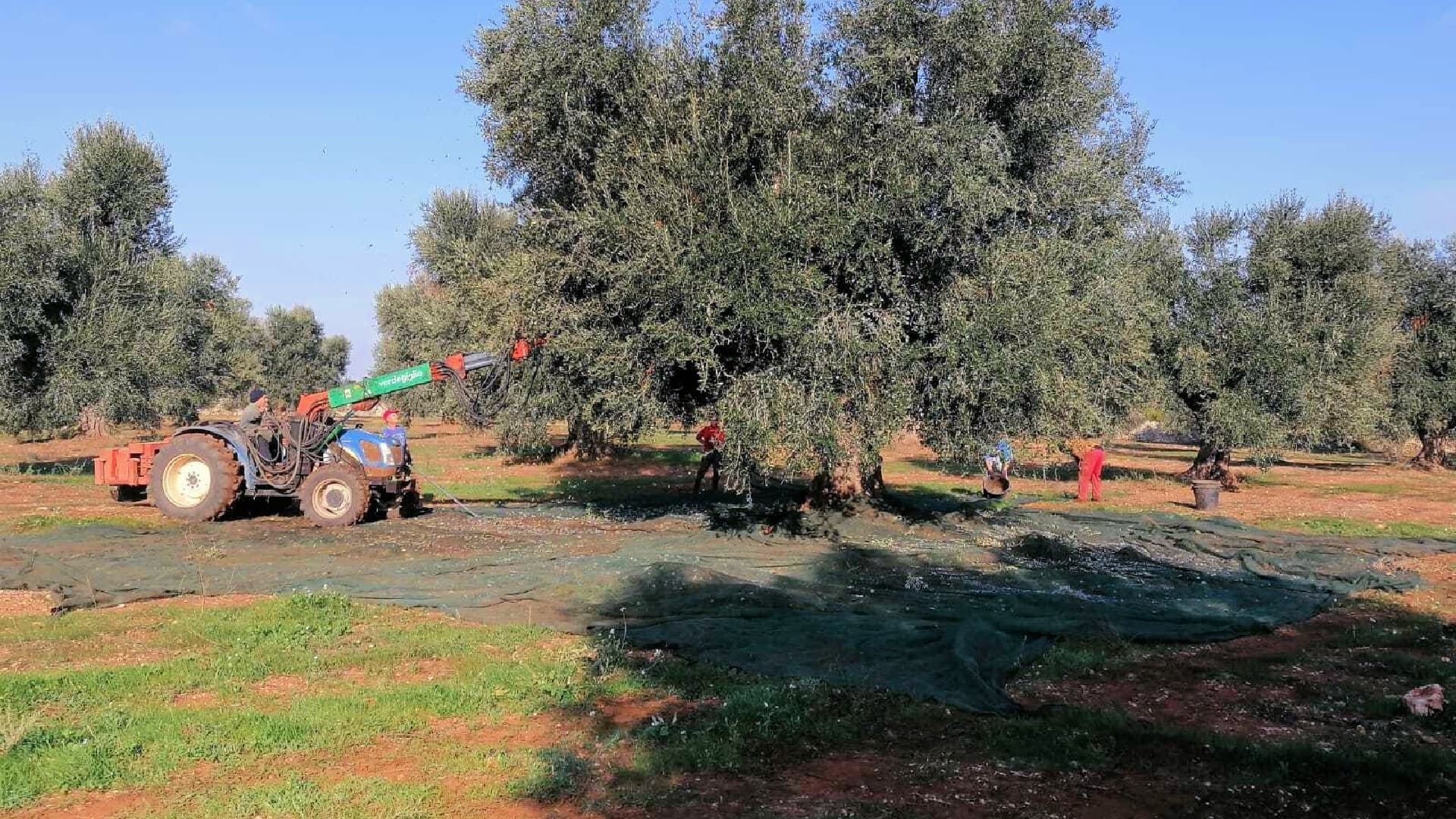 While Archidamo III is near the buffer zone for Xylella fastidiosa, this has not stopped the producer from expanding its groves. (Photo: Archidamo III)