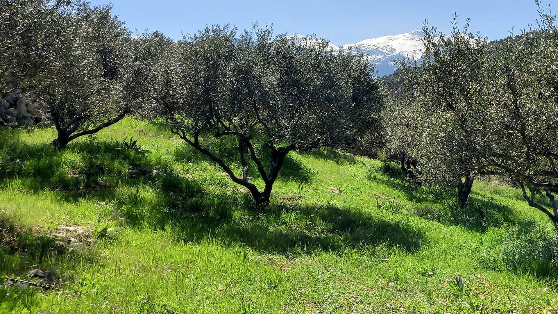 After a challenging 2023/24 crop year, producers said the situation ahead of 2024/25 looks to be more promising. (Photo: Cretan Harvest)