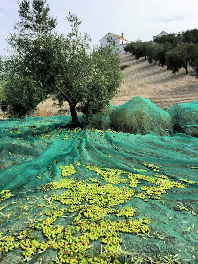 Luque Ecólogico grows several endemic varieties at different farms in Andalusia. (Photo: Luque Ecológico)