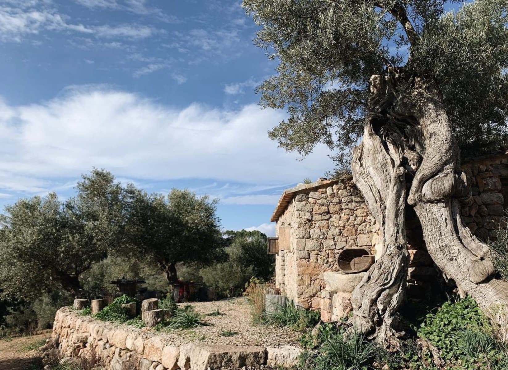 Son Maragues 1921 celebrated its award-winning organic Empeltre, harvested from terraced olive groves in the Tramuntana Mountains. (Photo: Son Moragues 1921)