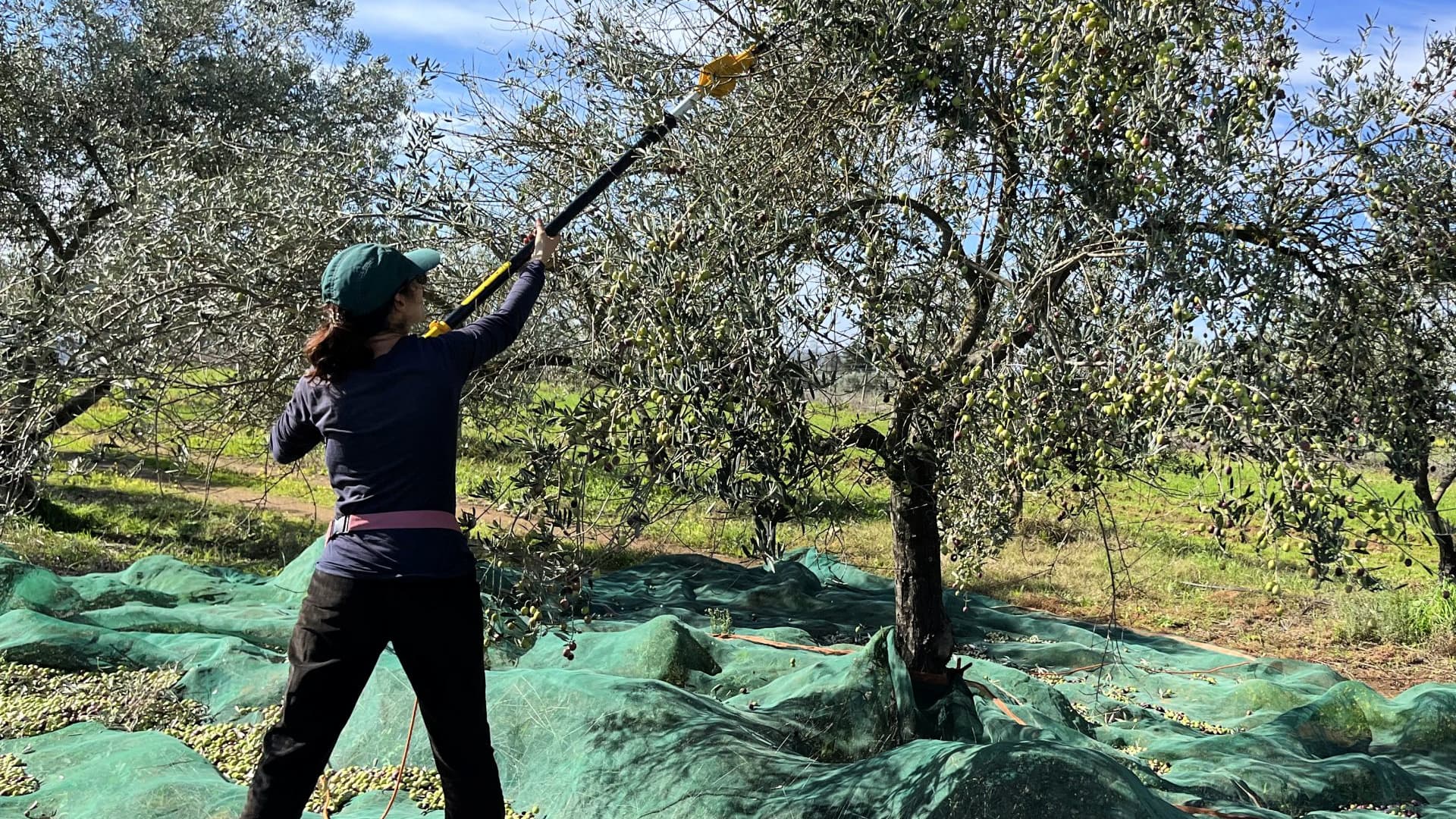 Hiring enough harvest workers is among the challenges Monte do Camelo faces. (Photo: Monte do Camelo)