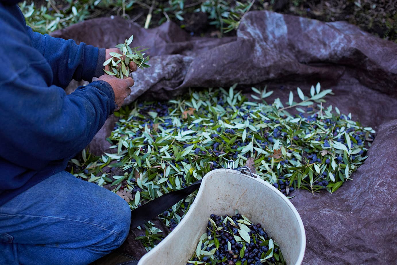 Pasolivo is already pruning in preparation for another award-winning year in 2025. (Photo: Pasolivo)