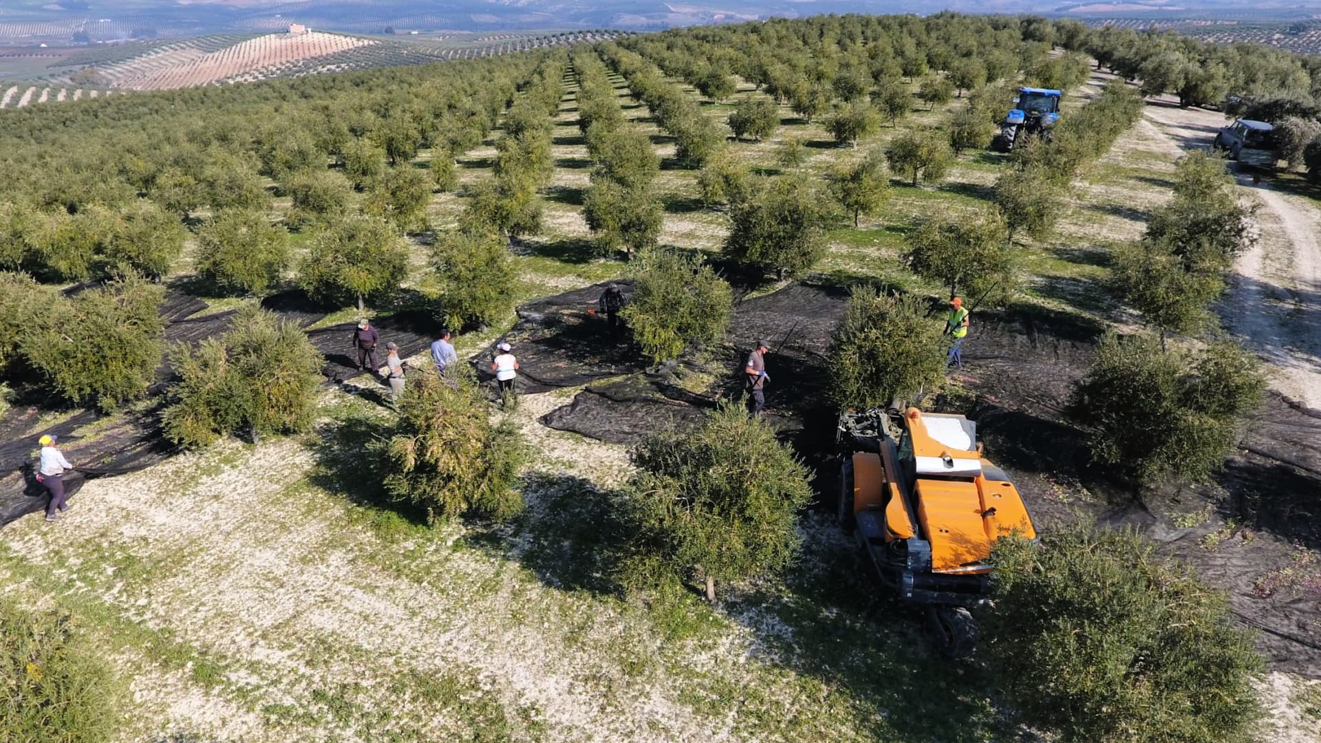 Among Luque Ecológico’s challenges is increasingly hot weather during the early harvest in October. (Photo: Luque Ecológico)