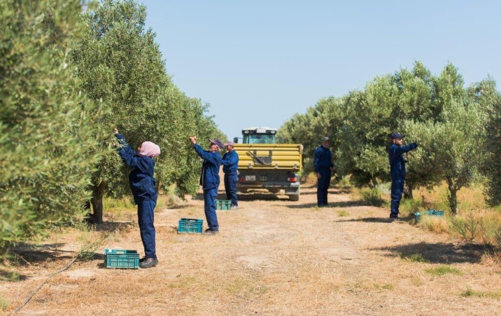 Azerbaijan produced about 1,000 tons of olive oil in the 2023/24 crop year. (Photo: Grand Agro)