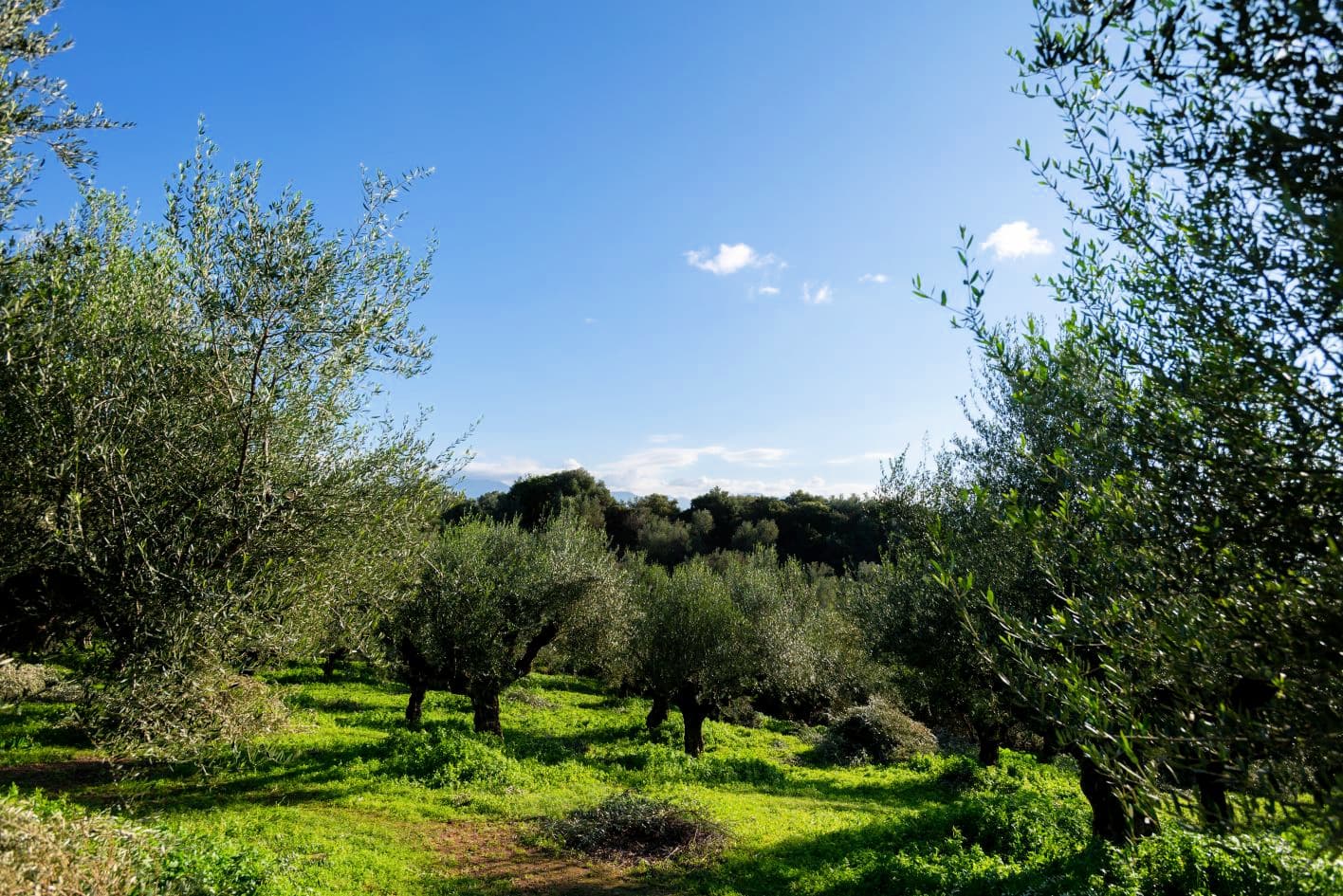 Savvas views climate change as the most significant challenge facing Greece’s centenarian olive groves. (Photo: Olivian Groves)