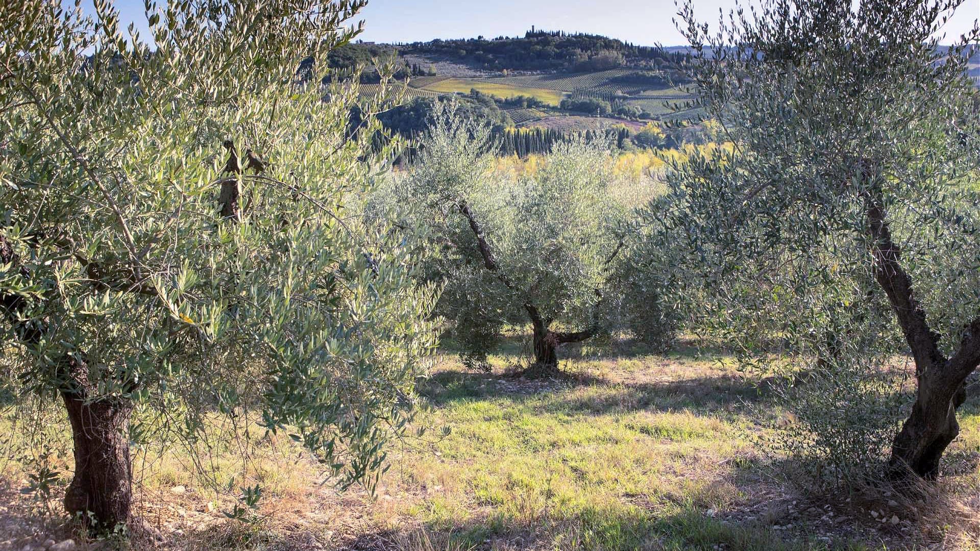 NYIOOC awards help producers of all sizes do business in new markets. (Photo: Fattoria San Michele a Torri)