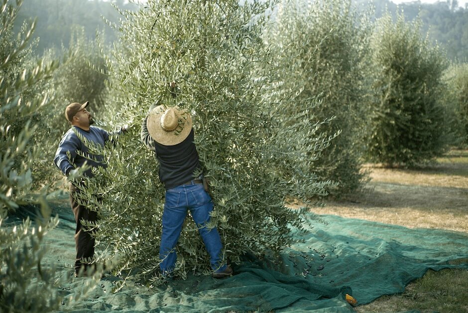 The producers behind Marciano Estate harvest the local Mission variety along with five Italian and three Spanish varieties, all grown organically. (Photo: Marciano Estate)