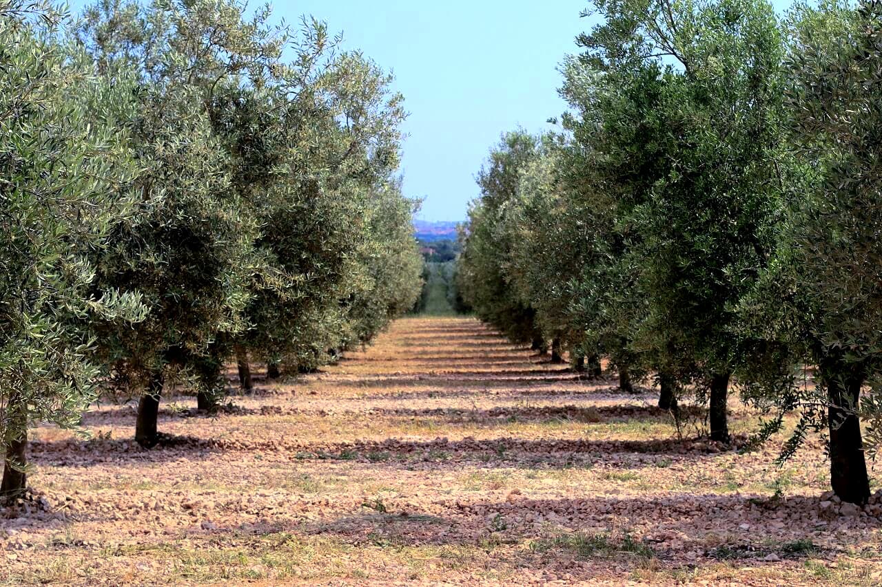 Groves of Oleum Maris