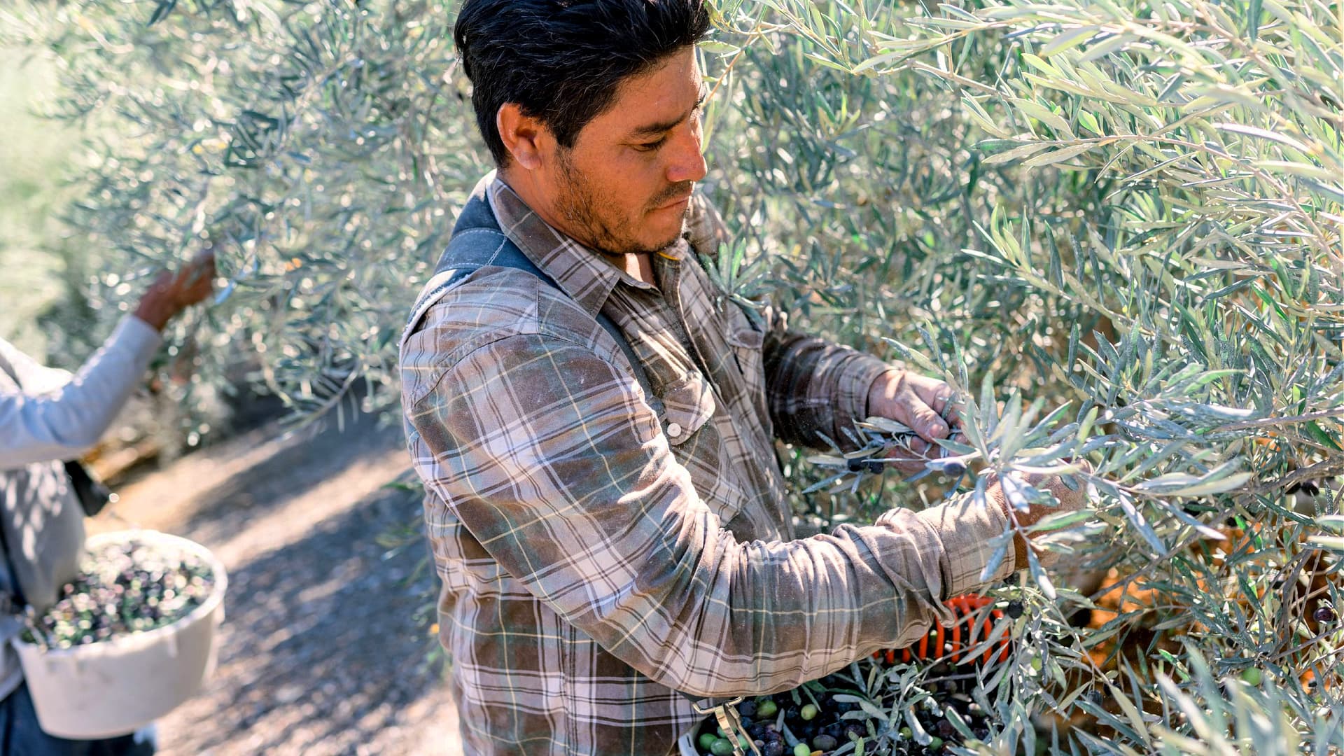 Hiring workers for the harvest remains one of the company’s challenges. (Photo: Sharisse Rowan Photography)